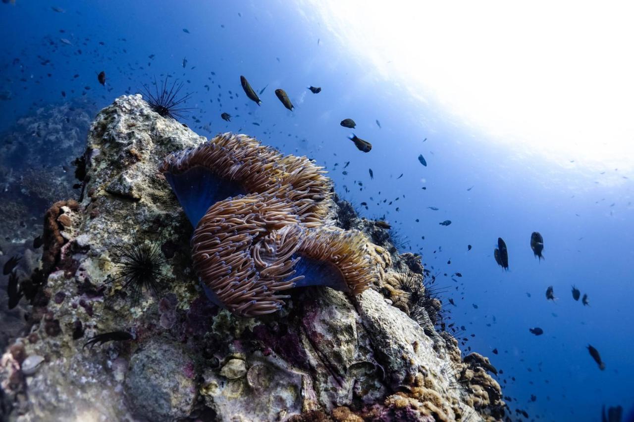 Hydronauts Diving Resort - Тау Экстерьер фото